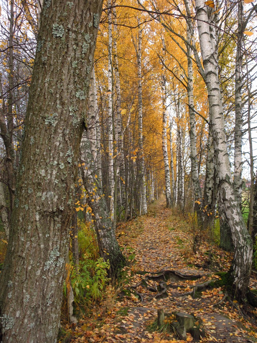 NittaLinds's tweet photo. Viikki, Helsinki, Finland, 15.10.2019 🍁🍃🍂🍁
#Ruska #AutumnLeafColor
#Syksy #Autumn #Lokakuu #October #Luonto #Nature #Helsinki #Finland https://t.co/ZmYJrcJ6jG