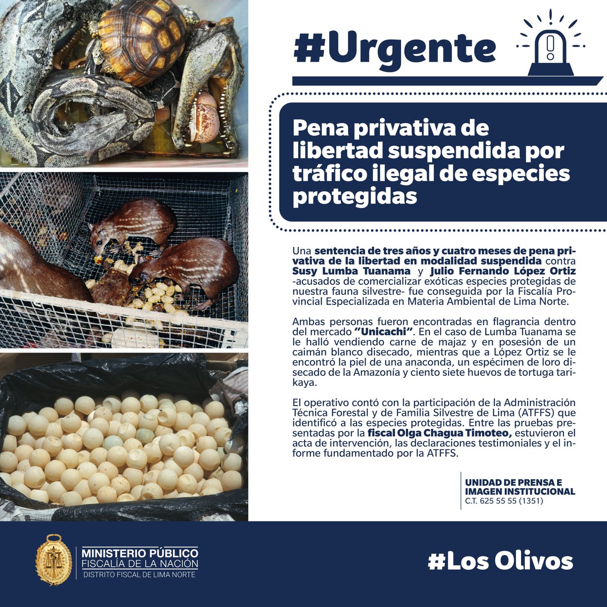 🗣 #FiscalíaInforma | Investigación de la #FiscalíaDeAmbiente de #LimaNorte permitió se dicte pena privativa de libertad suspendida para dos traficantes de especies protegidas de fauna silvestre #LosOlivos 🐍🐢🐿🐊