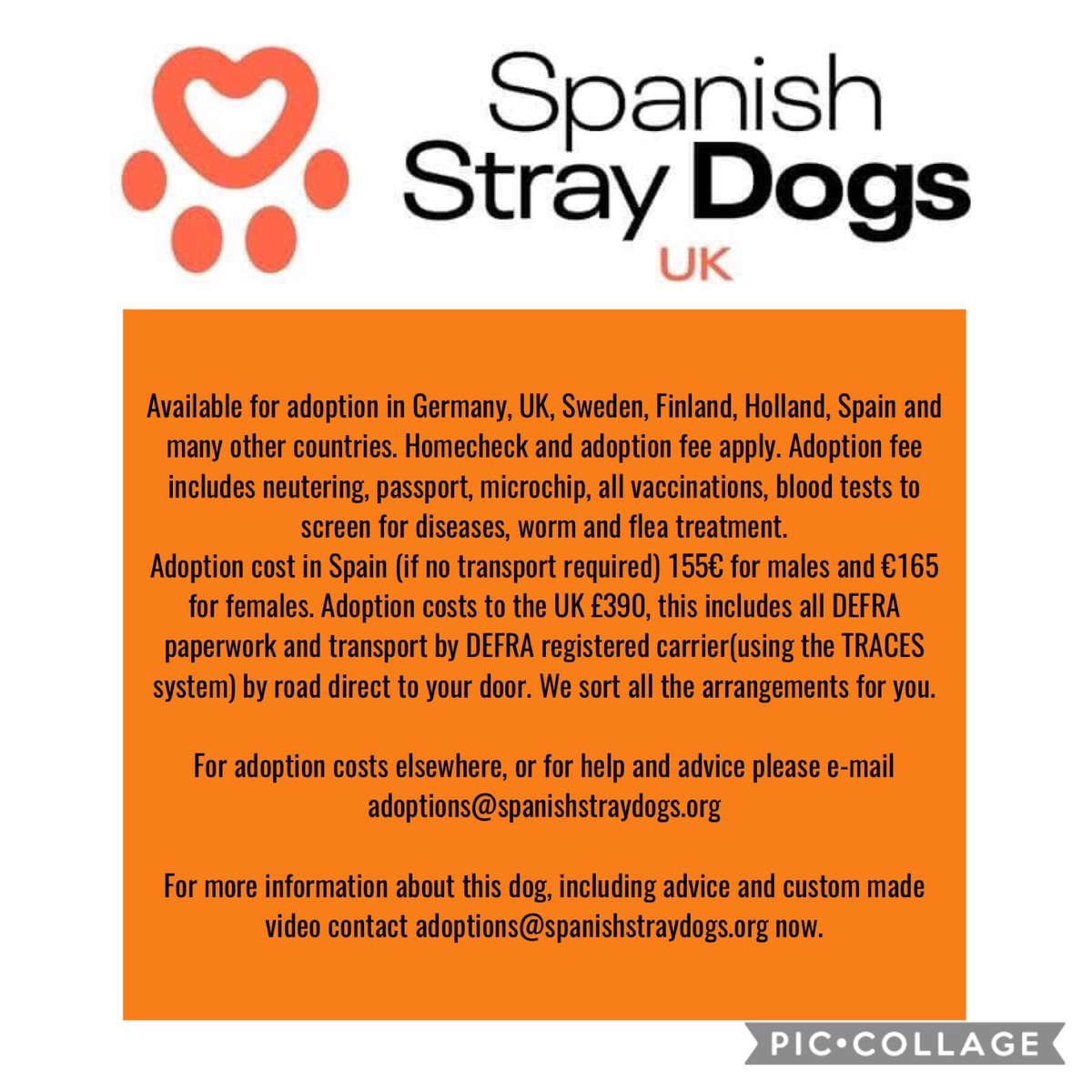 spanishstray's tweet photo. ❤️Who can offer Joe a home?❤️
He’s 6 mths old, ready for own home. A quiet location would suit him + quiet family, he’s a little shy.
#Podenco #maneto x so won’t be big dog.
For enquiries and Pre Adoption form please contact
Adoptions@spanishstraydogs.org
#RehomeHour #love https://t.co/fGYJ0iR7WQ