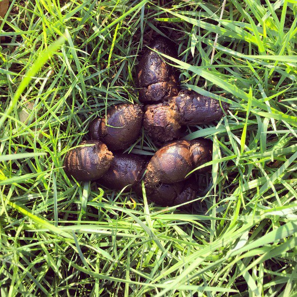 Wolfworthy's tweet photo. Want a Dog Poo you can Pick Up? Then read on... - https://t.co/hRwjLinlUl https://t.co/eSJ17sNttU