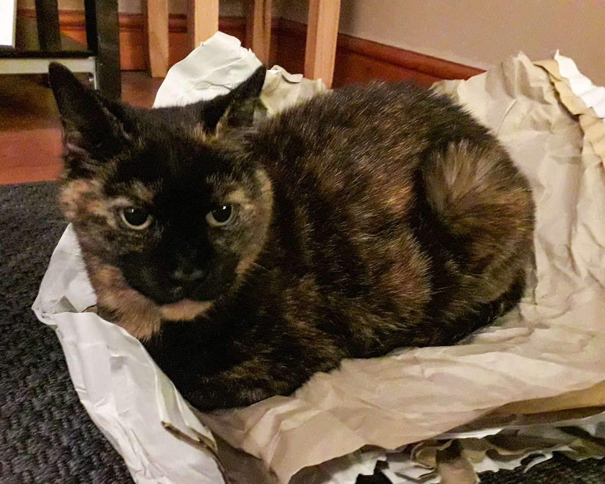 suearcheryqueen's tweet photo. No matter how many beds a cat has, you can't beat a pile of paper 😸
#Lily #paperbed #catsandpaper https://t.co/DlesuTgACk
