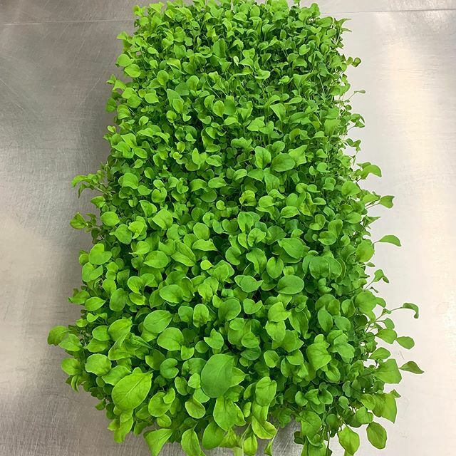 ErnessiFarms's tweet photo. Now that’s a pretty tray of arugula microgreens! 
#arugula #microgreens #hydroponics #verticalfarming #indoorfarming #indoorfarm #indoorag #indooragriculture #urbanfarming #urbanag #urbanagriculture #nerdfarmer #localproduce https://t.co/urWr6ZjBhu https://t.co/IA3kAkoBxi