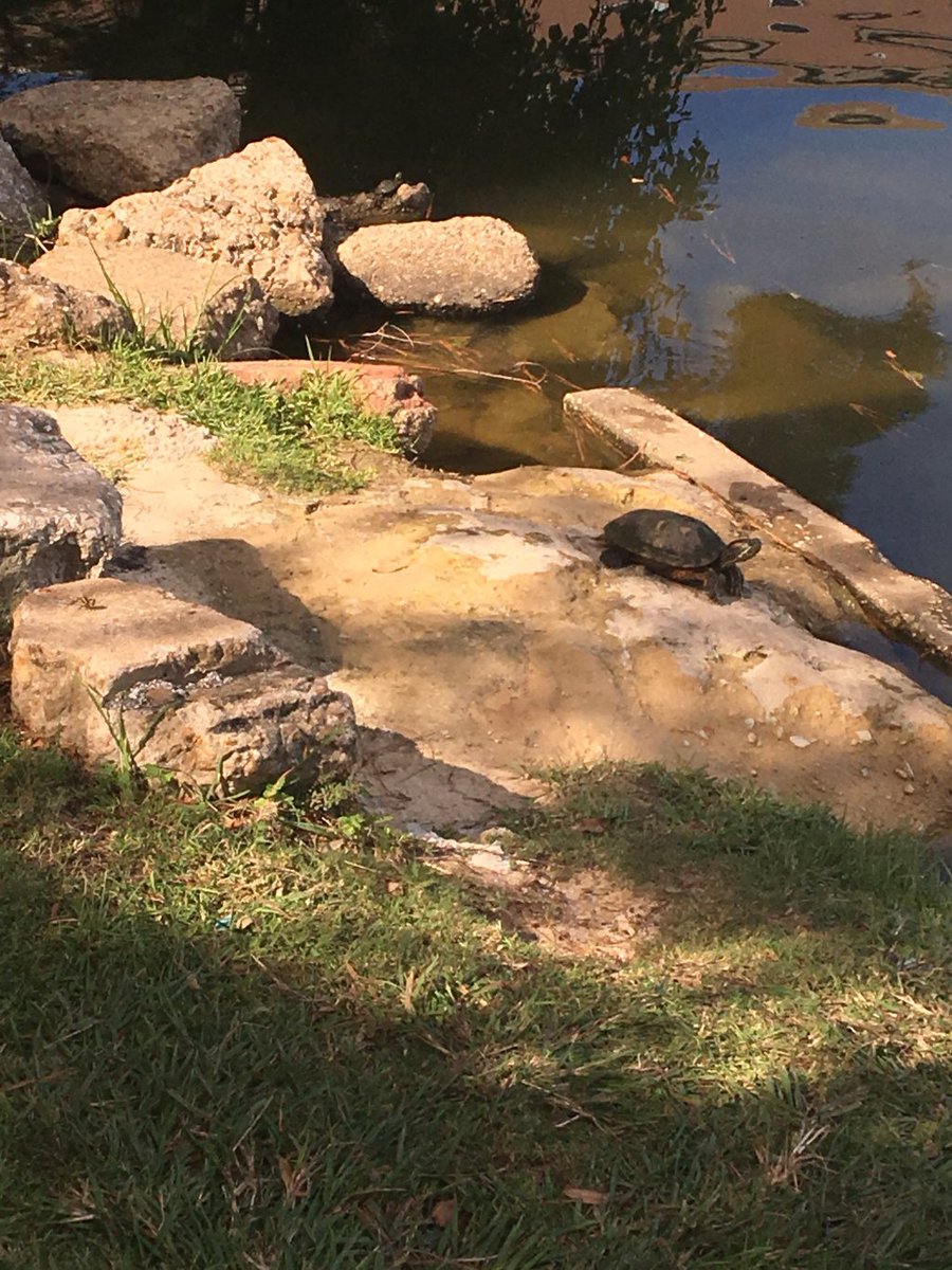 Turtle Pics reptilereadings.home.blog/2019/10/15/tur…