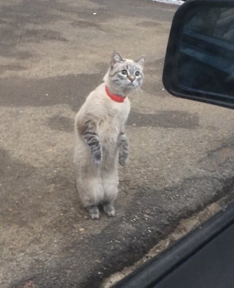 okjvaisbien's tweet image. Bomboclaat: