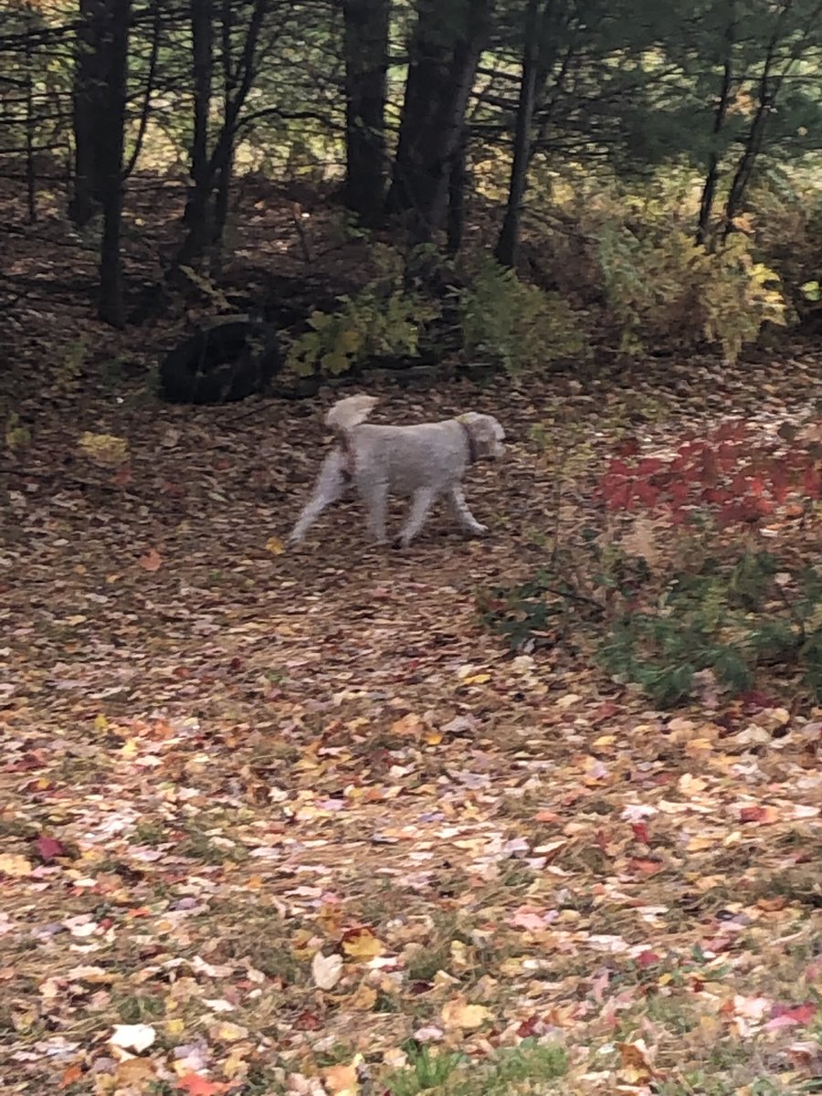 Loose dog Clearbrook trail and Manitoba. Friendly with my dogs but not me. <a href="/Muskoka411/">Muskoka411 News</a>