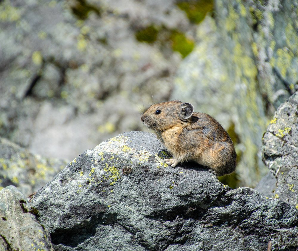 We're real scientists! We've been published! And it's all thanks to the wee little pika! trbr.io/42zizBc via <a href="/moosefish/">John Soltys he/him</a>