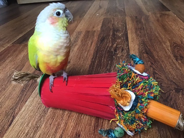planet pleasures bird toys