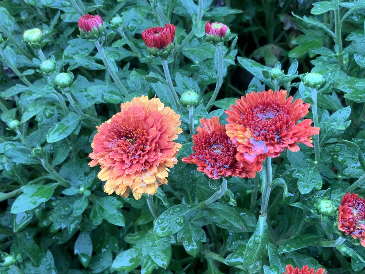 GeminiMiityan's tweet photo. おはようございます。
明るく過ごせますよう♪( ´▽｀)
#お花ですネン 
 #寫眞倶楽部 https://t.co/C5QEJotxRR