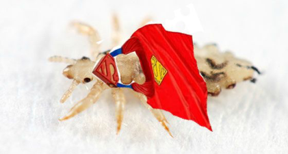 JodiAlberigo's tweet photo. Do not fear Lice Nurse is HERE Dubbed "super lice," these lice are simply head lice that are becoming more resistant to the active ingredients in many common head lice treatments. https://t.co/QC6l7w6vlT