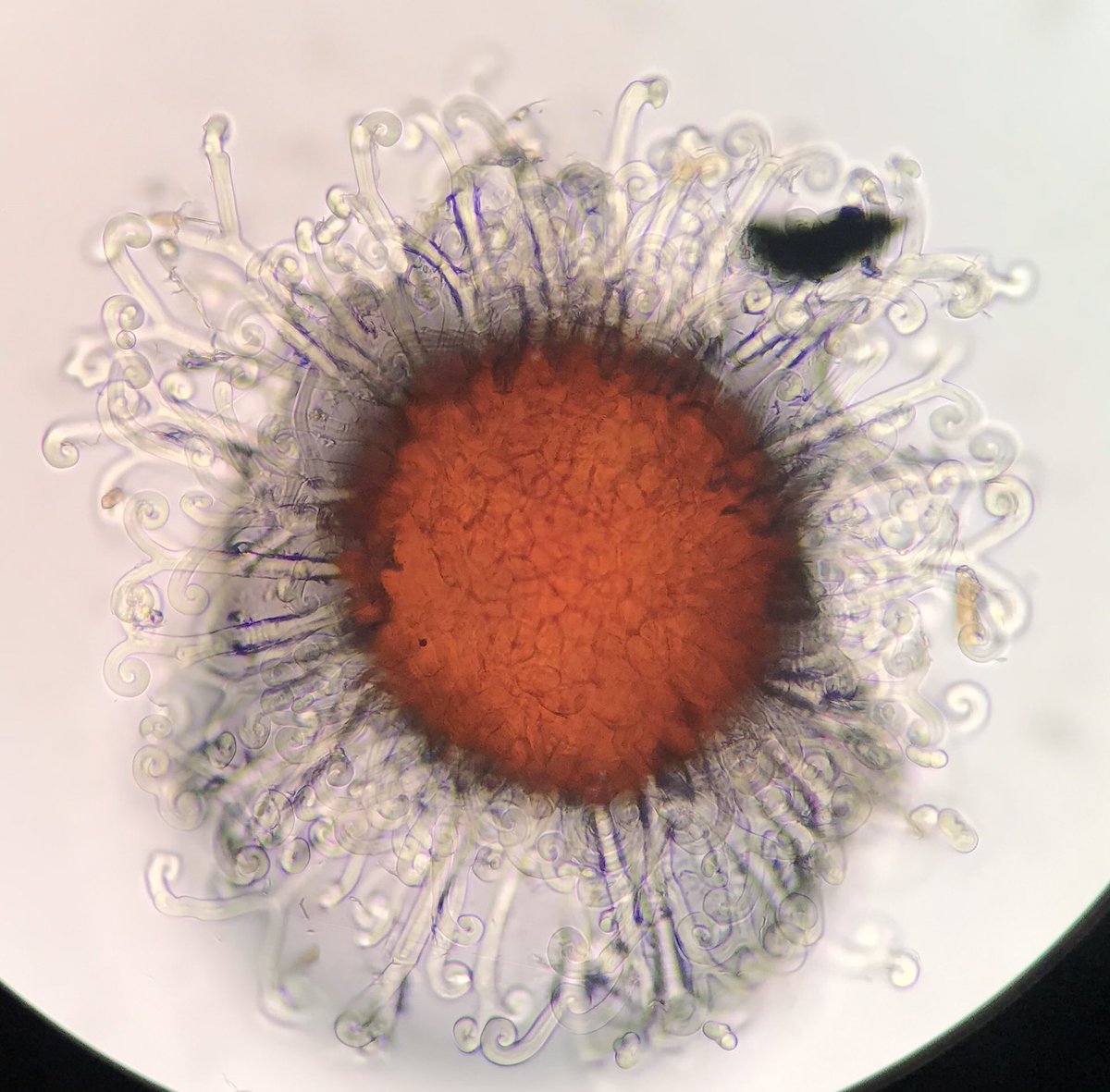 AlexWongScience's tweet photo. Week 3 of #BOT350 sexual structures of ascomycete plant pathogens. Chasmothecia of powdery mildews and stroma of eastern filbert blight loaded with perithecia. https://t.co/SEzRVPLShk