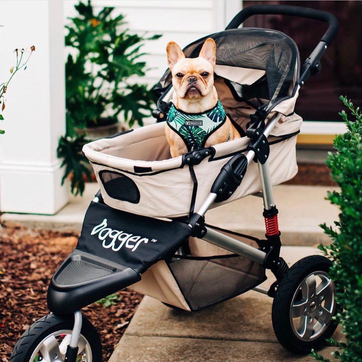frenchie stroller