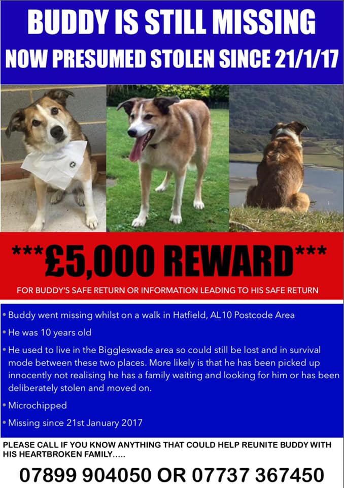 🆘🆘 ***BUDDY STILL MISSING*** 😢

ℙ𝕝𝕖𝕒𝕤𝕖 𝕤𝕙𝕒𝕣𝕖 𝕚𝕟 𝕒𝕝𝕝 𝔸𝕣𝕖𝕒𝕤 🇬🇧
Missing since 21/1/17 from 
#Hatfield #Hertfordshire 
#MissingDogsUK
#VetsToScan 
#DogsAreFamily 
#FindBuddy 
#ScanMe
Facebook Page-Buddy Come Home❤️ @BlueFrenchie1 @vincerock6 @RachaelB100