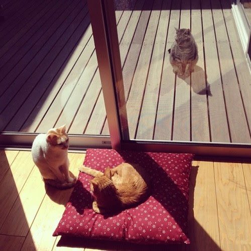 nekochigura5656's tweet photo. みなさまおはようございます。休みの朝です。

ちっちゃいちゃんさんはネコと和解できませんでした
https://t.co/6pWa0AUwvq https://t.co/lNq6BbKaqP