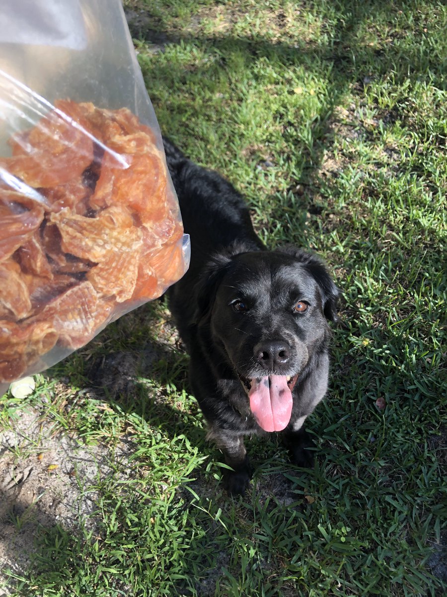 JenHongers's tweet photo. 3 days without seeing a dog was too long 😂 https://t.co/Qv1vYyHu8l