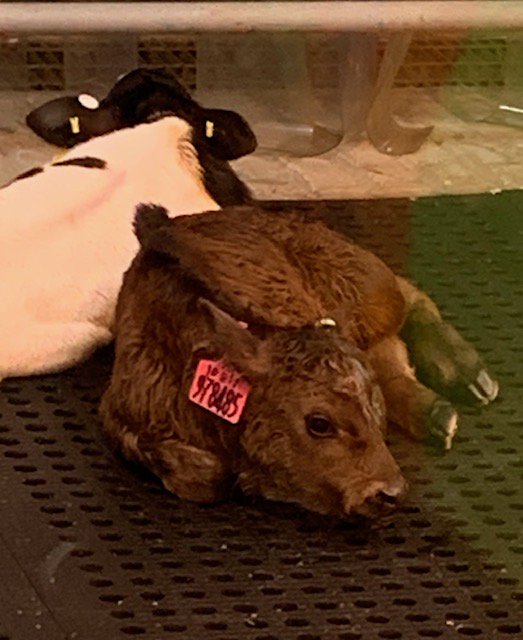 AgCMaryB's tweet image. Amazing experience and tour of @RiverviewLLP.  Learned a lot and loved the cows and baby calves. #AgCrise #learnwithAgC.  Thank you @AgCountry!