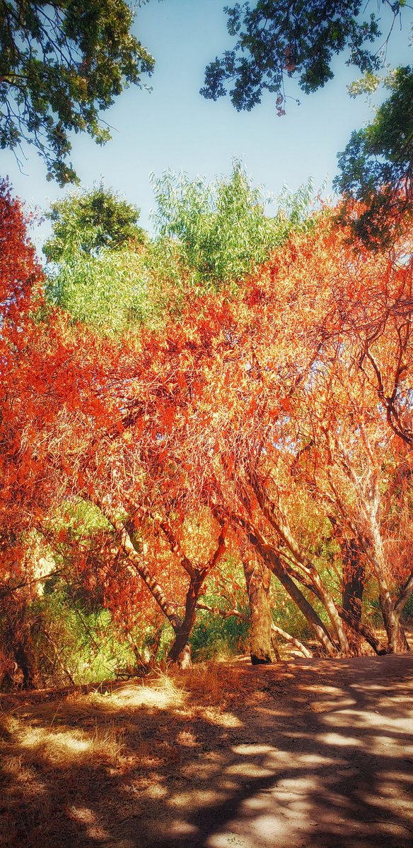 UnFormedHeart's tweet photo. On π₯
#TheDyingDeadTreespeaks
#trees #dying #awareness #turlock #nature #mankind #getlikes #picoftheday #bestoftheday #ig_masterpiece #signatureshots #travelphotography #photography #shares #modestoview #modesto https://t.co/aNJLZiBc0q