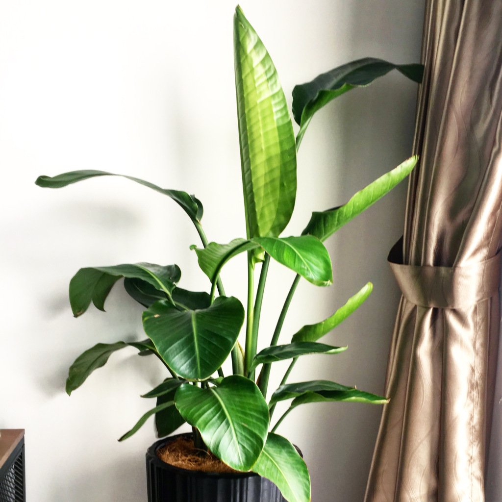 mishventurer's tweet photo. 6 Things I Learnt from My Bird of Paradise Plant https://t.co/rl5STr5kDP https://t.co/X0I4JmdVfH