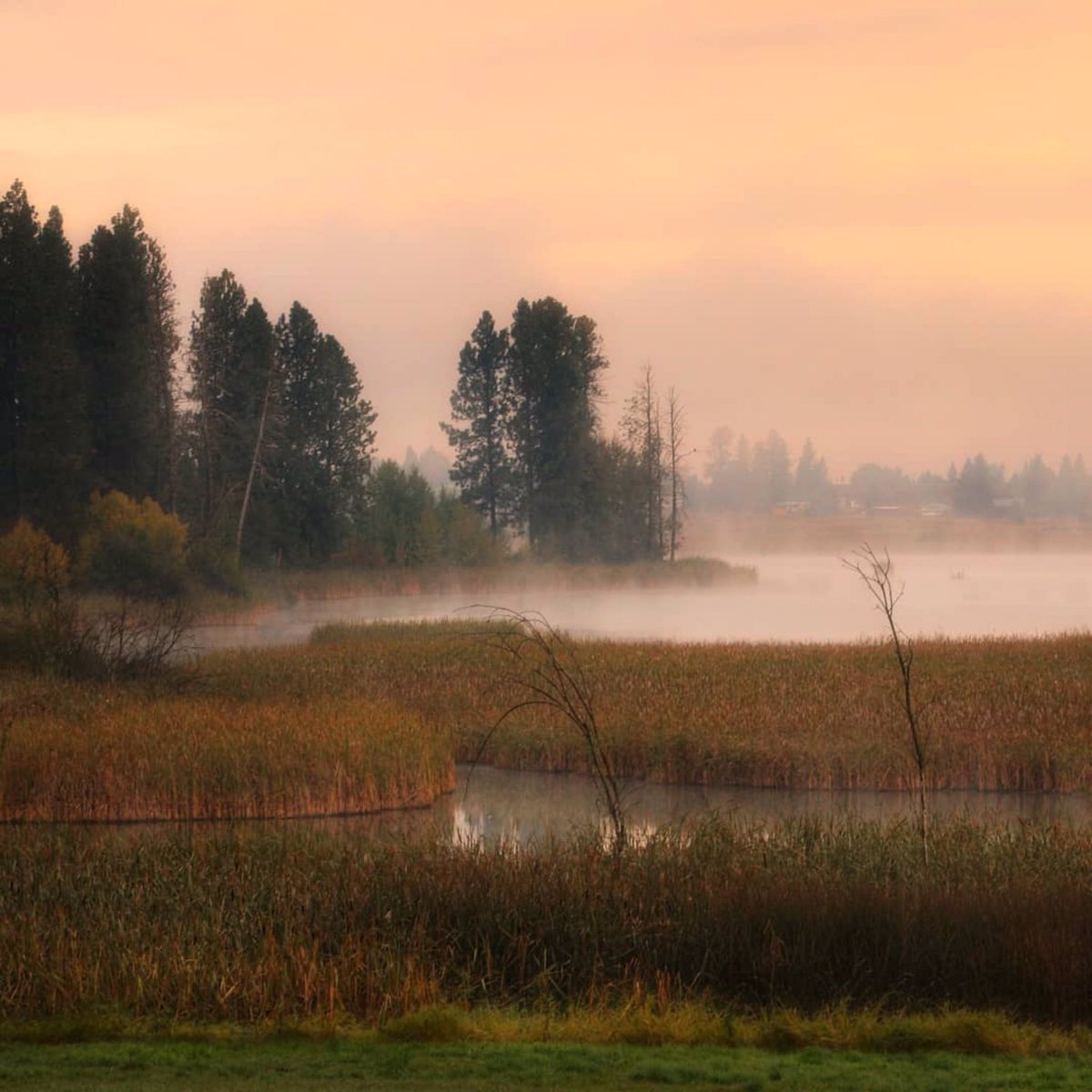 SpokanePulse tweet media