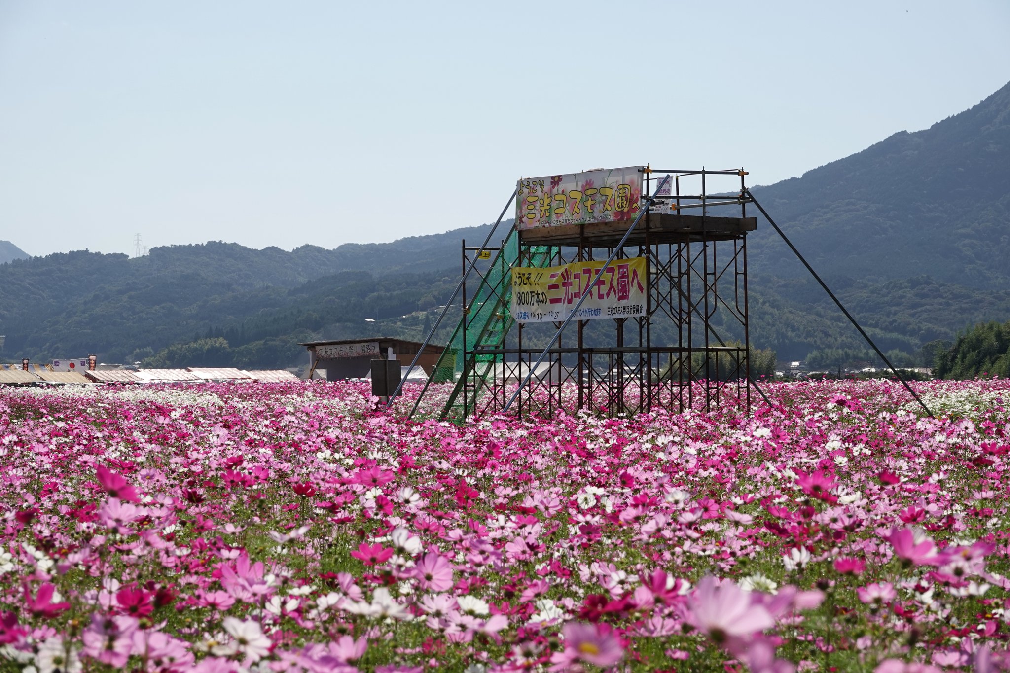 Celica 中津三光コスモス園 展望台 真ん中から 中津市 三光コスモス園 コスモスアート Thete360 T Co Dluzgbtysp Twitter
