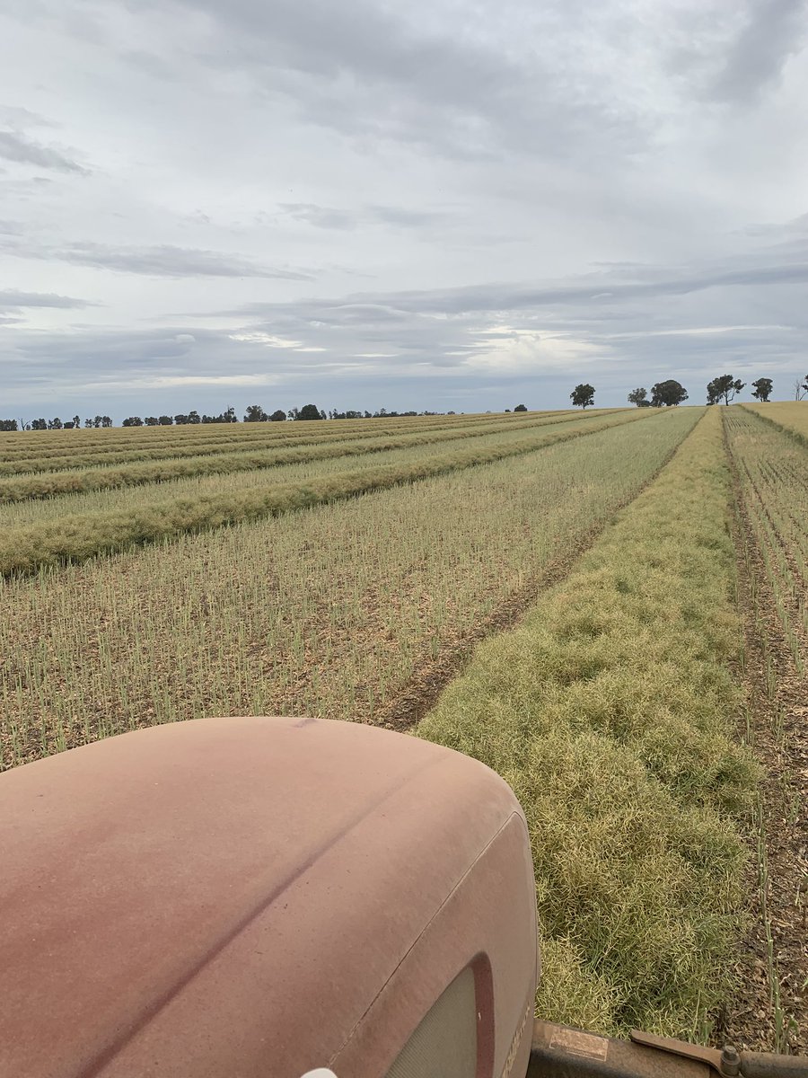 Well after roughly 6 weeks in the saddle we have found some crop that is going to grain instead of a bale!