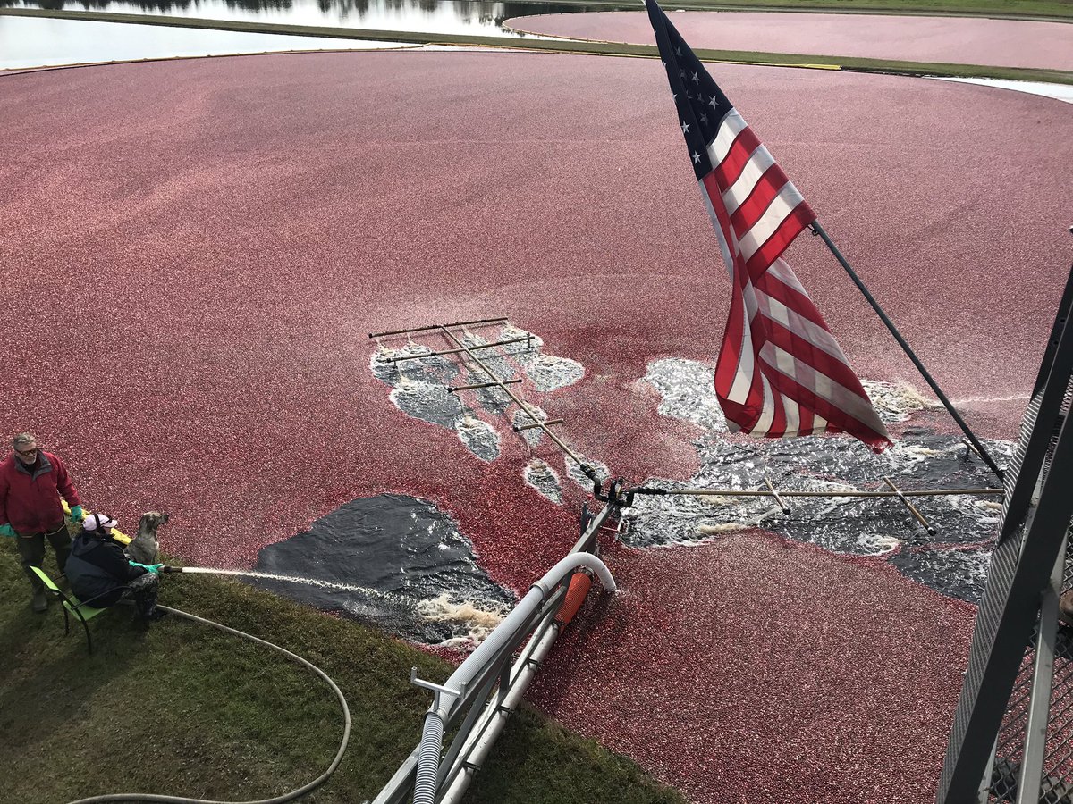 spcropdoc's tweet photo. Cranberry harvest in Wisconsin. NACHURS adding value in a tough season! https://t.co/l8OtTcC8ed