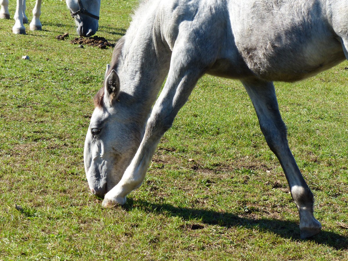 Beautiful Oldkladruby horses at the national stud in the Czech Republic. Foals are born black and turn while with maturity. This foal shows the distinctive roman nose of the breed. #visiteastbohemia