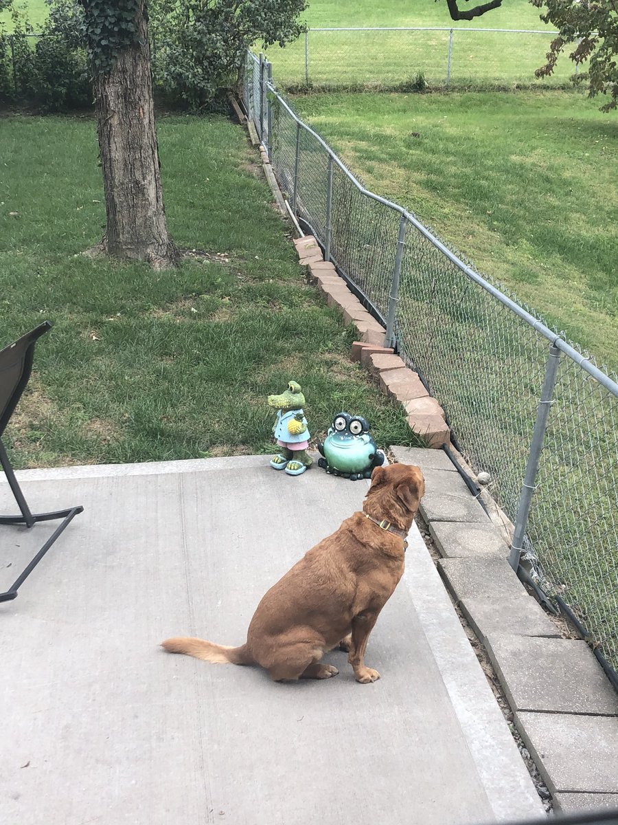 Brooke_Givens's tweet photo. Someone is in timeout for digging through the kitchen trash. #dangdog https://t.co/kfzOobnHag