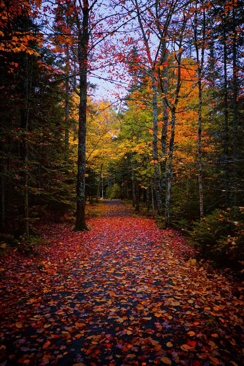 No words required...

#fall #novascotia #leaves #VisitNovaScotia #explorenovascotia #explorens #igers_novascotia