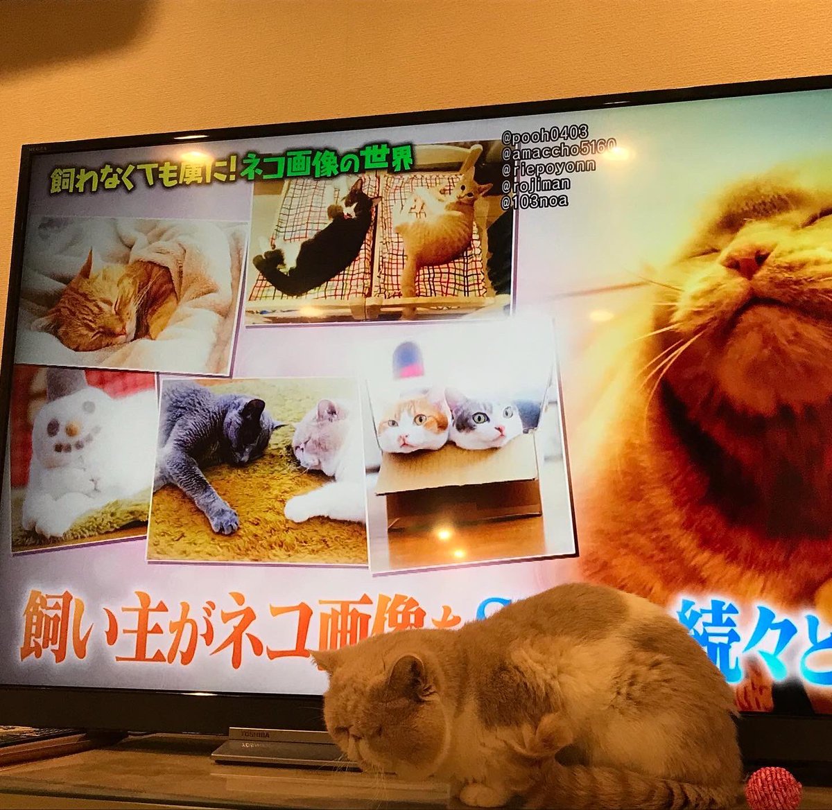 ネズミイロのネコとバニラ ねこ休み展 マツコさん ネコほんと好きなんだね 昨夜チラッと ほんとにチラッとだけうちの子も登場してました 記念の投稿 マツコの知らない世界 知ってるニャンズばっかりだーー ネコ飼い仲間たち ネズミイロのネコとバニラ ねこ休み展 マツコさん ネコほんと好きなんだね 昨夜チラッと ほんとにチラッとだけうちの子も登場してました 記念の投稿 マツコの知らない世界 知ってるニャンズばっかりだーー ネコ飼い仲間たち