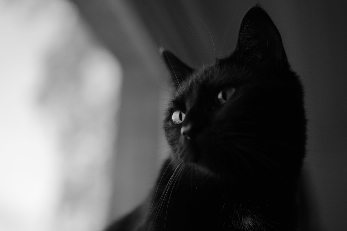 credit to Mark Rimmel at https://unsplash.com/@markrimmel
#cat #cats #catlover #catlovers #catoftheday #catlife #catlove #unsplash