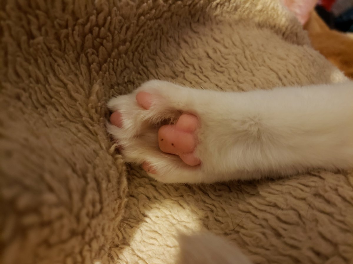 sofeekitty's tweet photo. Hey baby, check out my toe bean freckles. Sexy right? ๐ -Bodie ๐น #toebeantuesday
#CatsOfTwitter
#GingerStud https://t.co/FZDIu2p0cI