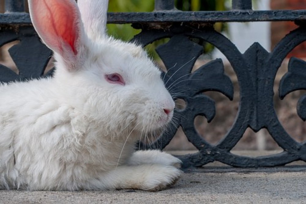 If having a soul means being able to feel love and loyalty and gratitude, then animals are better off than a lot of humans. - James Herriot     

Love Rabbits? Visit us at: bit.ly/rabbitlovers17/     

#bunnyfood #bunnyaccount #bunnyyawn