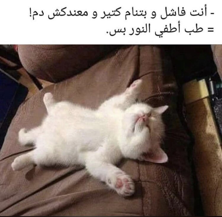 GmdyMagdy's tweet photo. يعني اتشايله ي اصلي😹💔 https://t.co/FLlk3ZOUzR