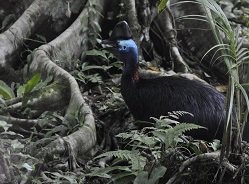CSIRO tweet media