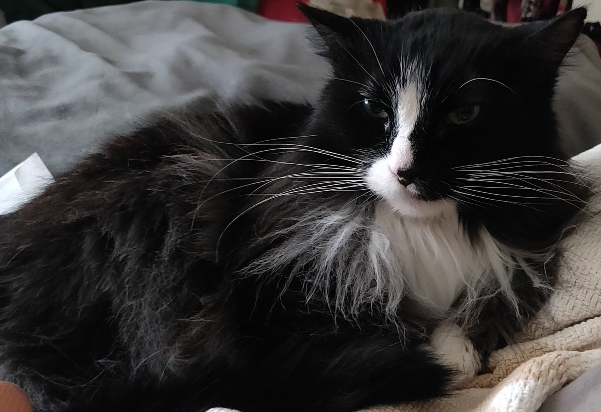 lady_crazee's tweet photo. Here's a few still photos of her face that I also captured 😾😾😾 Such a little spoiled BRAT! LMAO 😂 🤣 https://t.co/g6wCgQWh0t