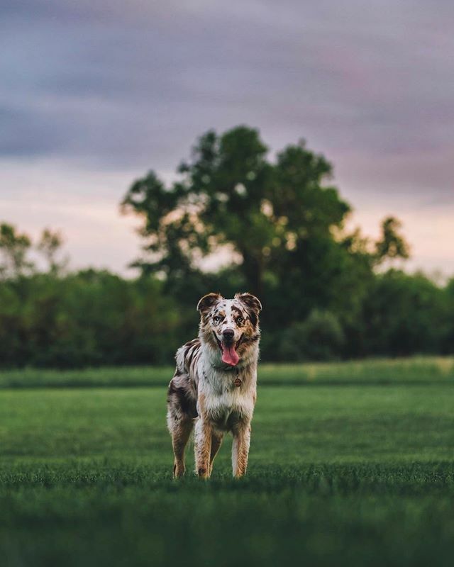 Meet today's 🐶 Pup Doggy Dog! Tag a friend who ❤ loves dogs! Courtesy of @mavtheaussie Tag us ❤ in your #dog photos & use #pupdoggydog to be featured ift.tt/31kh5s9