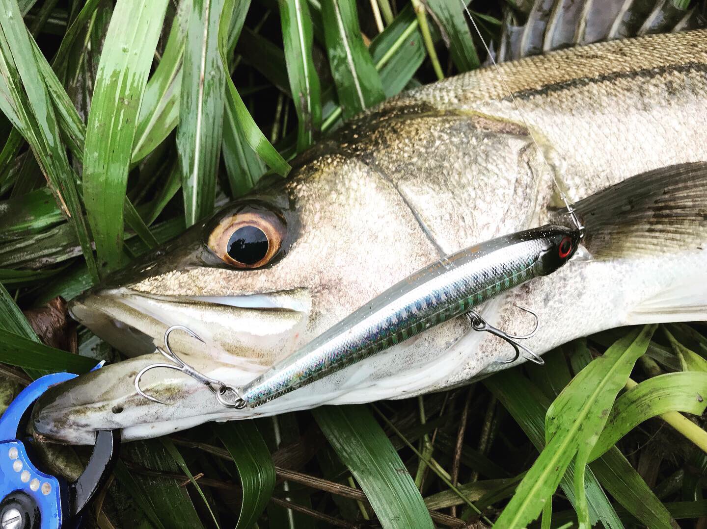 銀狼lbd Twitter Search Twitter