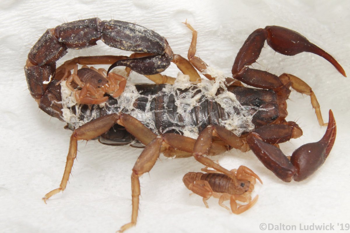 While on vacation in Tennessee, I was very surprised to find a scorpion (Vaejovis carolinianus) in the rental's bathroom sink. Upon closer inspection, I noticed some baby scorpions and their molts on the larger scorpion's back. So cool!
