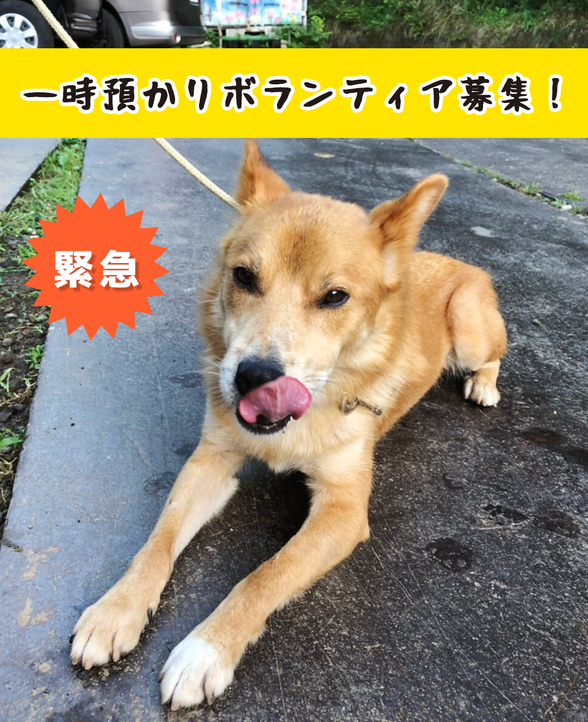 【?拡散希望?】被災動物救助活動をしている神奈川県・一般社団法人『清川しっぽ村』さん。「台風19号の崖崩れ被害による宿舎移設の期間、神奈川県の方にワンちゃん・ネコちゃんを預かって欲しい」とのこと。また県外の方は募金も。詳しくは https://t.co/xG08OycIPT