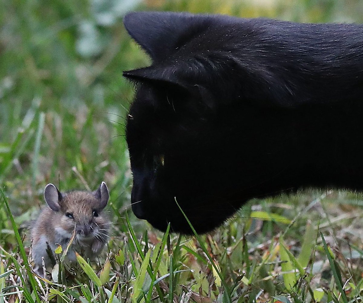tonysunphoto's tweet photo. Found a neighbourhood #cat playing with a #mouse in my backyard tonight. Looks like the mouse had a heart to heart talk. The cat was only interested in playing. The mouse is still alive and well. #ottnews #Tom&amp;Jerry #Ottawa @ottawahumane #play @ottawacity @OttawaCitizen https://t.co/ji2dnlDVCo