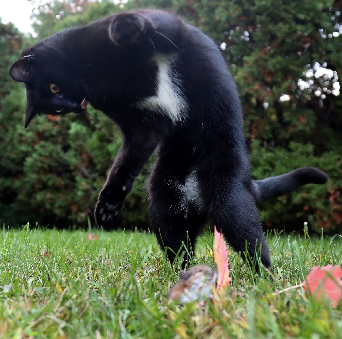 tonysunphoto's tweet photo. Found a neighbourhood #cat playing with a #mouse in my backyard tonight. Looks like the mouse had a heart to heart talk. The cat was only interested in playing. The mouse is still alive and well. #ottnews #Tom&amp;Jerry #Ottawa @ottawahumane #play @ottawacity @OttawaCitizen https://t.co/ji2dnlDVCo