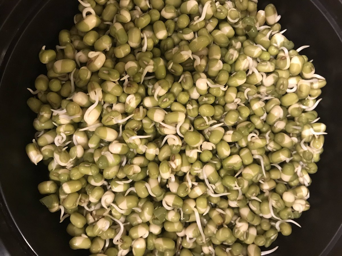 During #scienceathon week, I wanted to share this picture of home made mungbean sprouts. One of the very first science activities I performed in school was to germinate seeds to learn about radicle, plumule and cotelydons. #dayofscience #foodscience