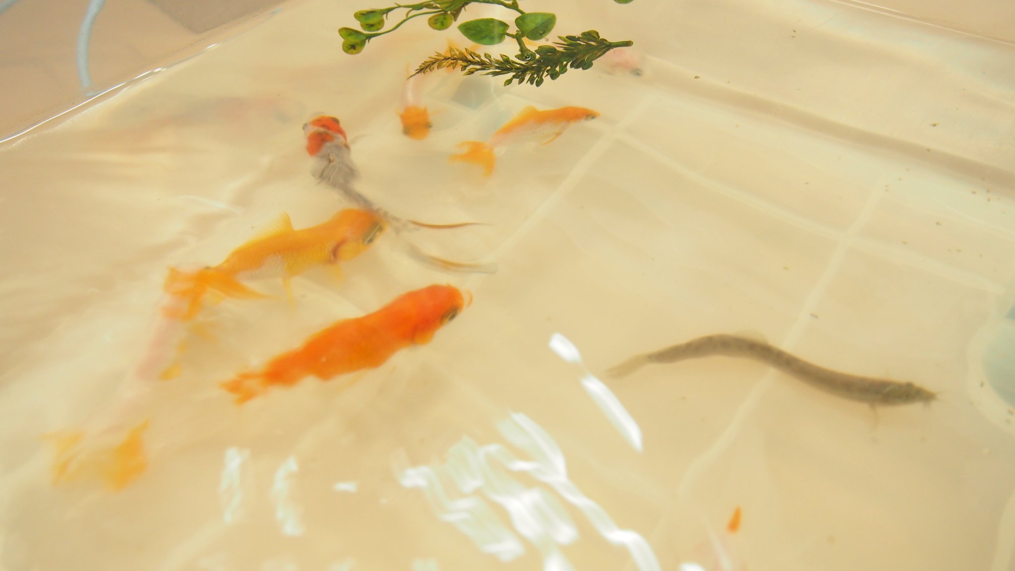 社会福祉法人 愛光 金魚も避難してました 一か月前に千葉県が 被災した台風15号 南部児童センターが停電だった為 一時的に避難した 金魚たち ３日間の滞在で我が家に戻り 今も子供たちの前で元気に 泳いでいます 社会福祉 佐倉市 愛光 南部児童