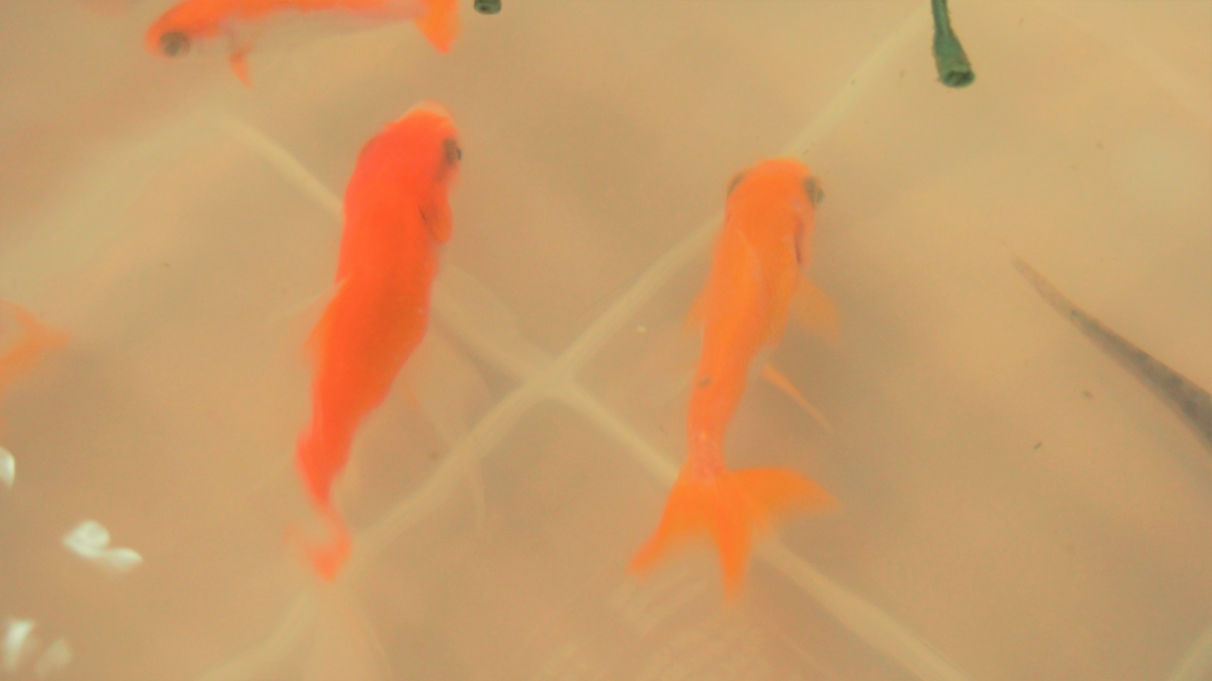 社会福祉法人 愛光 金魚も避難してました 一か月前に千葉県が 被災した台風15号 南部児童センターが停電だった為 一時的に避難した 金魚たち ３日間の滞在で我が家に戻り 今も子供たちの前で元気に 泳いでいます 社会福祉 佐倉市 愛光 南部児童