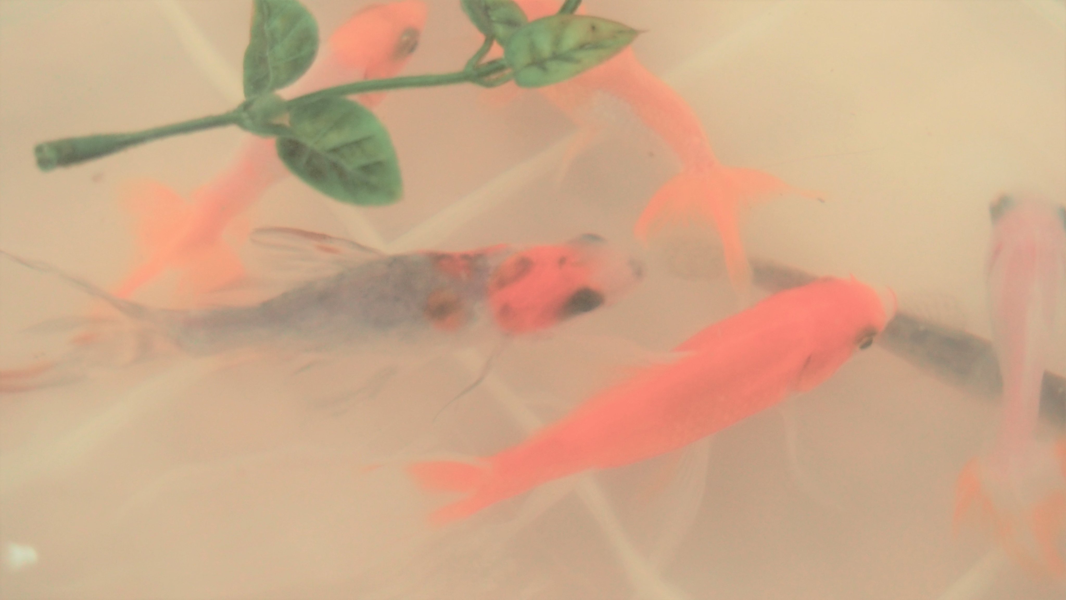 社会福祉法人 愛光 金魚も避難してました 一か月前に千葉県が 被災した台風15号 南部児童センターが停電だった為 一時的に避難した 金魚たち ３日間の滞在で我が家に戻り 今も子供たちの前で元気に 泳いでいます 社会福祉 佐倉市 愛光 南部児童