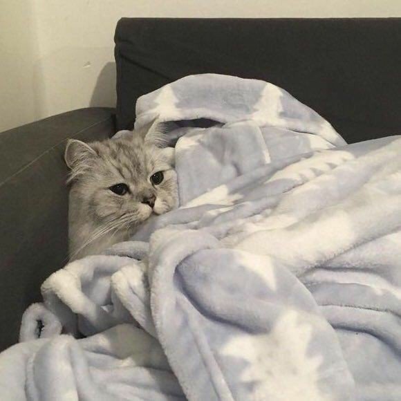 Mxchiii ฟอลแบคด้วย! on Twitter "infinityfactsaboutme you can call me