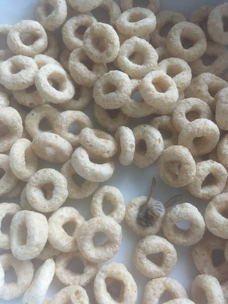 MrsSLHewitt's tweet photo. @NestleCerealsUK this just cane out in my oat Cheerios 🤢 https://t.co/TkcRjz2p1o
