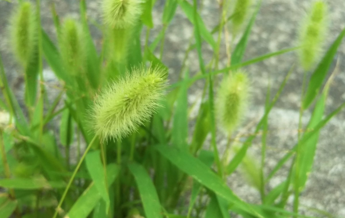 花 בטוויטר コンクリの間から伸びた エノコログサ 愛嬌 をふりまきながら 頑張っていました ㅂ و 今日の誕生花 エノコログサ 花言葉 愛嬌 ネコジャラシ ﾅｴ