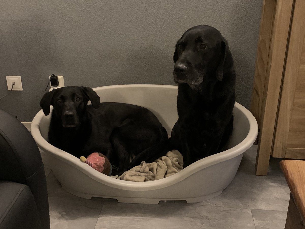 LindaGardien's tweet photo. Zijn ze nou speciaal voor deze dag bij elkaar gaan zitten? Doen ze dus echt nooit! Iemand is het er ook niet helemaal mee eens geloof ik...#moppies #dierendag https://t.co/69oJtqmZaR