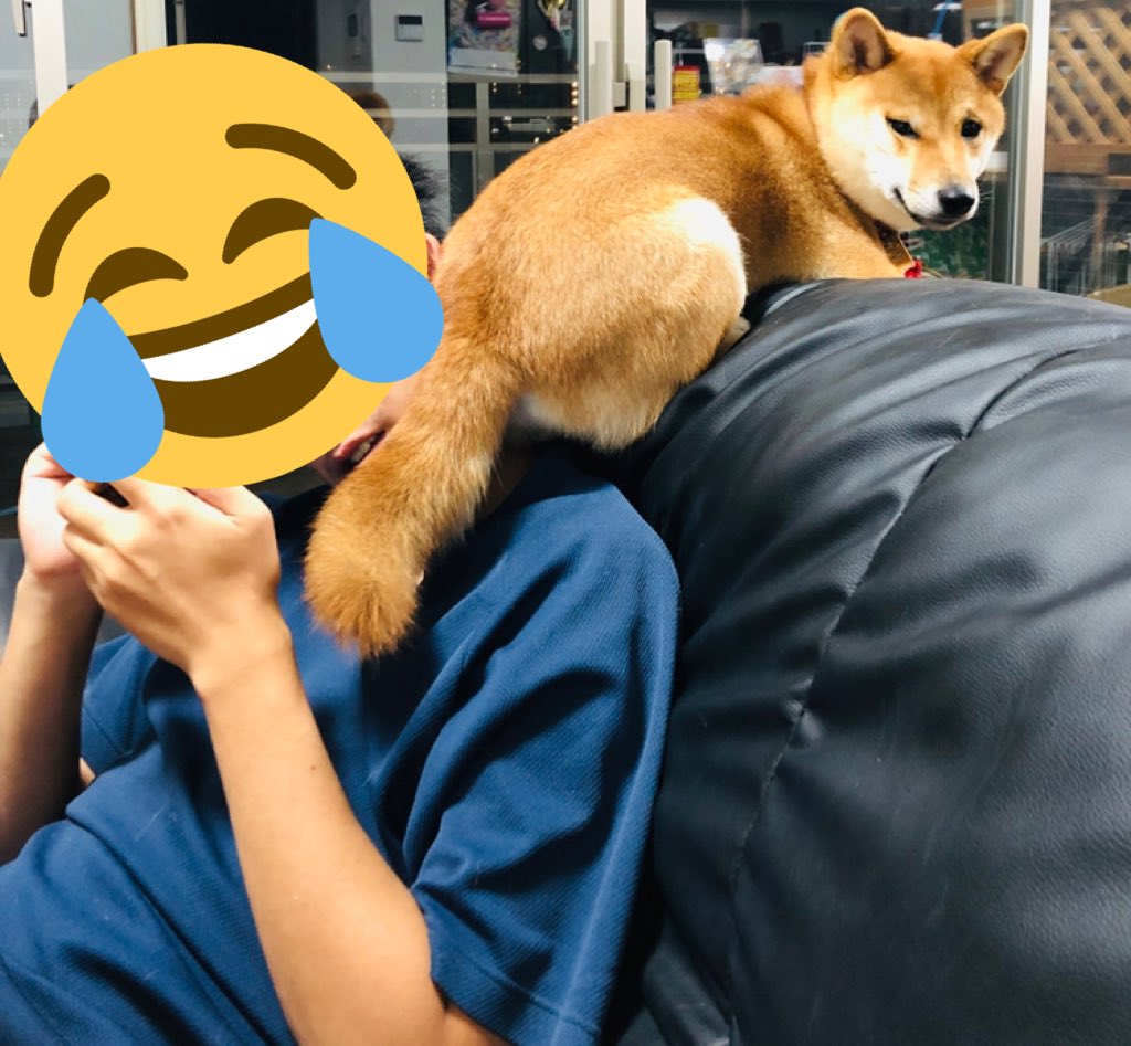 可愛すぎる柴犬 可愛すぎる柴犬